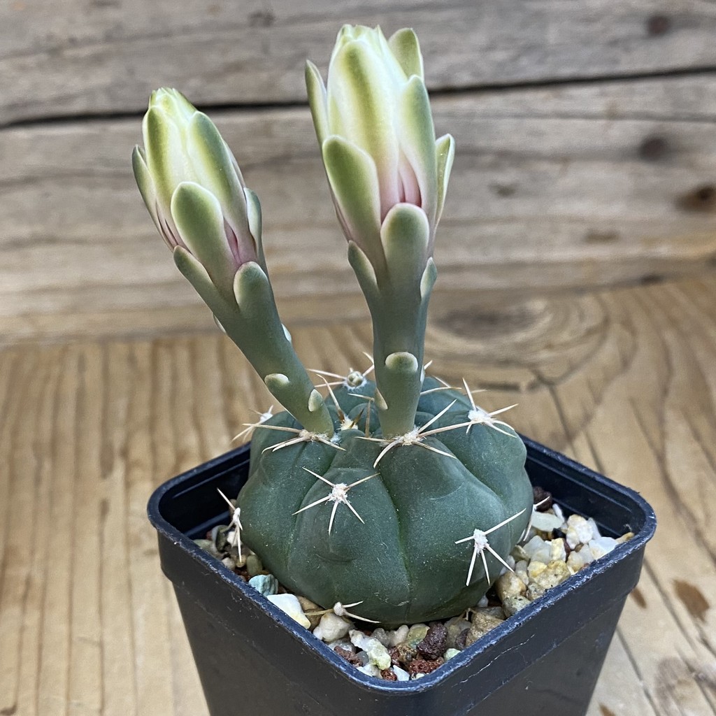 DP37195 Gymnocalycium capillaense v. mucidum - Image 3