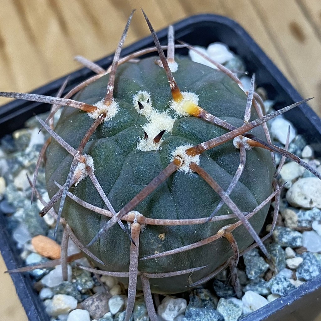 DP37196 Gymnocalycium spegazzinii v. horizonthalonium