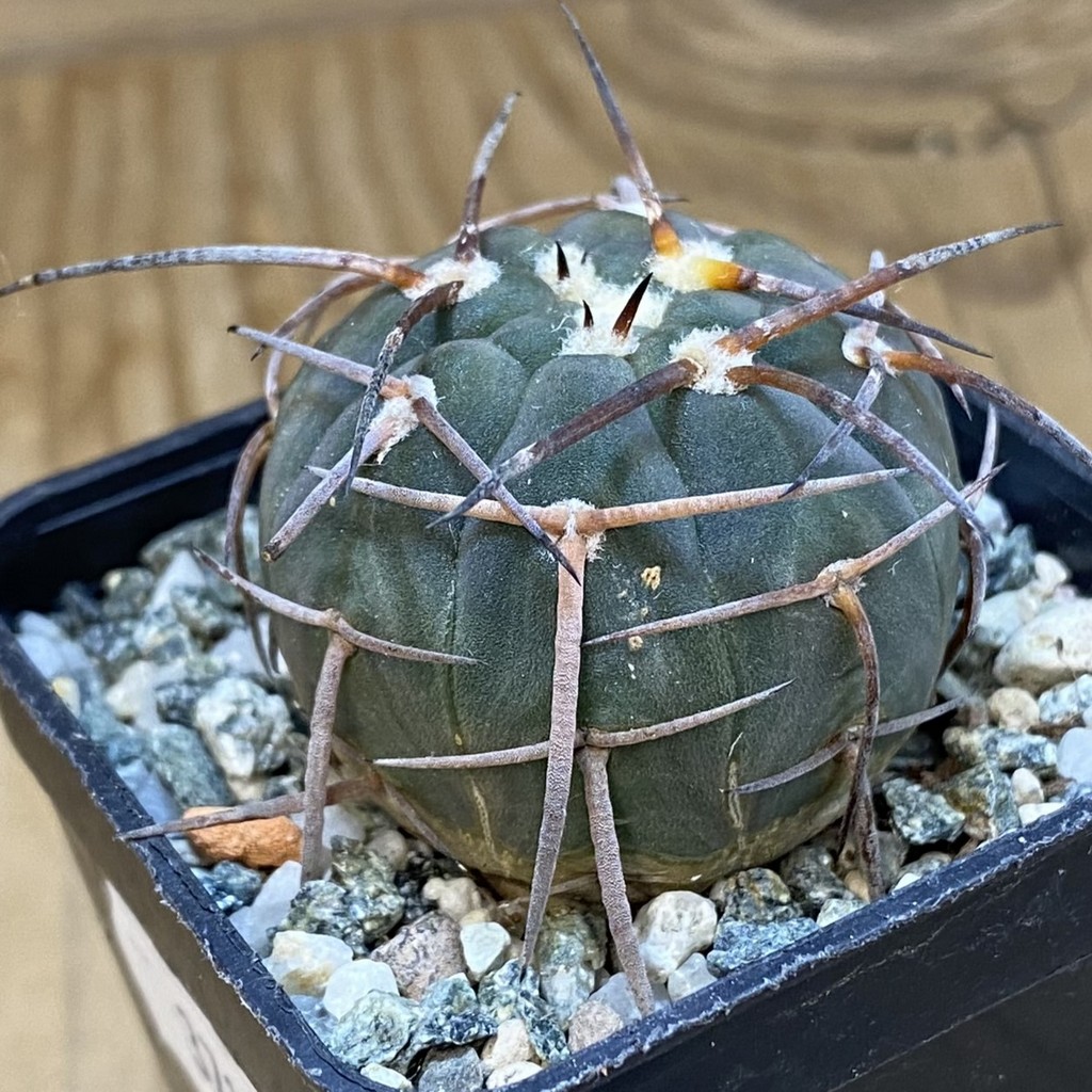 DP37196 Gymnocalycium spegazzinii v. horizonthalonium - Image 2
