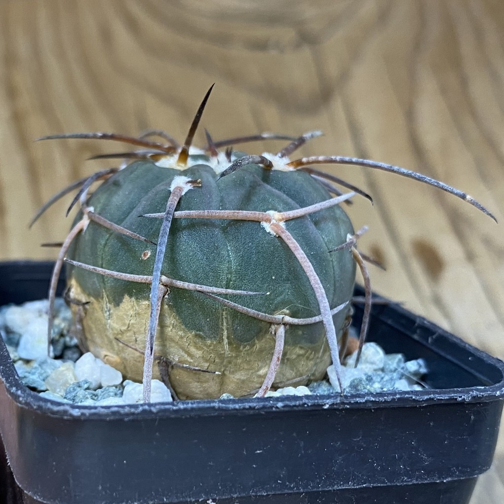 DP37196 Gymnocalycium spegazzinii v. horizonthalonium - Image 3