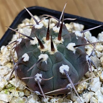 DP37197 Gymnocalycium vatteri v. altautinense VG 302
