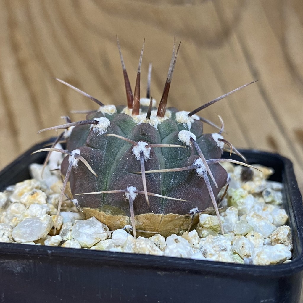 DP37197 Gymnocalycium vatteri v. altautinense VG 302 - Image 2
