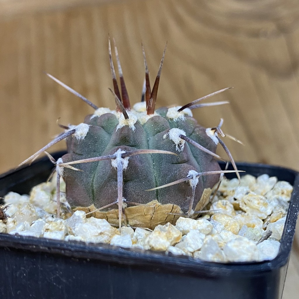 DP37197 Gymnocalycium vatteri v. altautinense VG 302 - Image 3