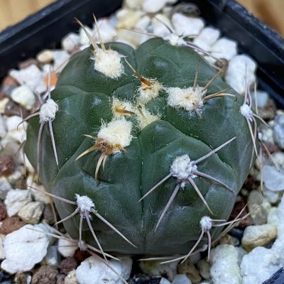 DP37198 Gymnocalycium taningaense VG 308