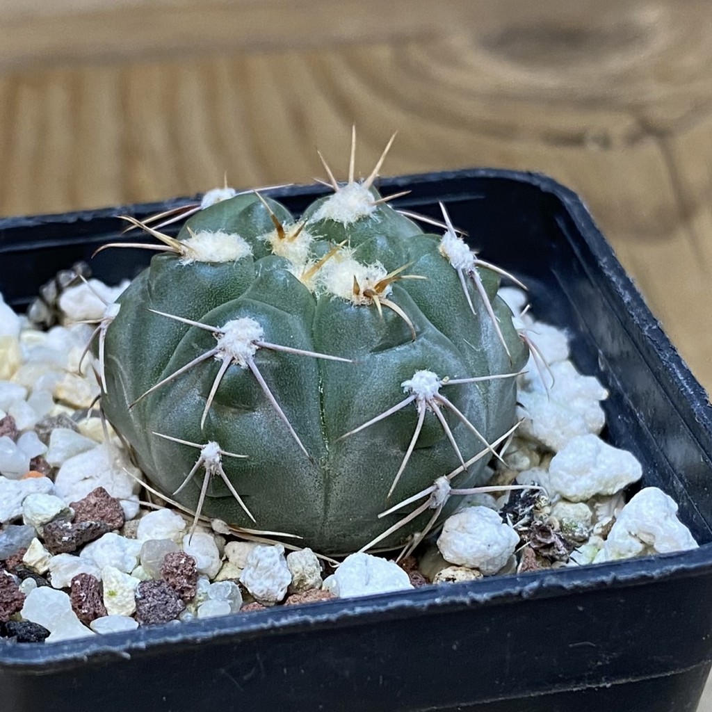 DP37198 Gymnocalycium taningaense VG 308 - Image 2