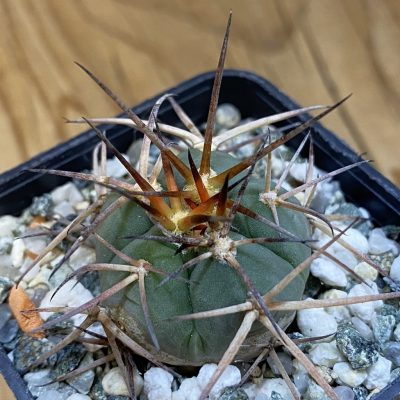 DP37199 Gymnocalycium cardenasianum VOS 1003