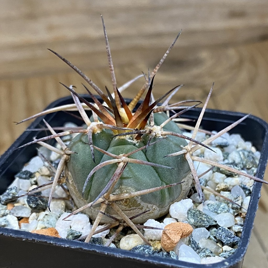 DP37199 Gymnocalycium cardenasianum VOS 1003 - Image 2