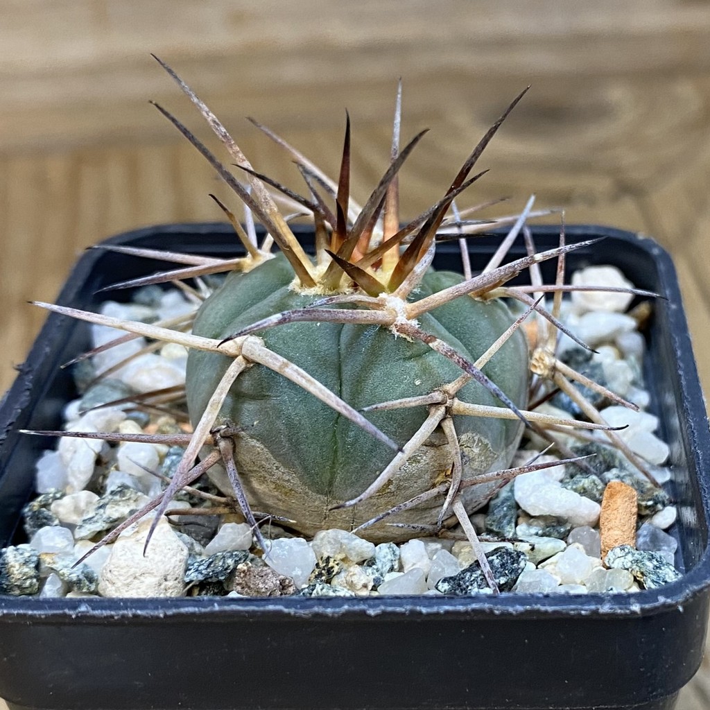 DP37199 Gymnocalycium cardenasianum VOS 1003 - Image 3