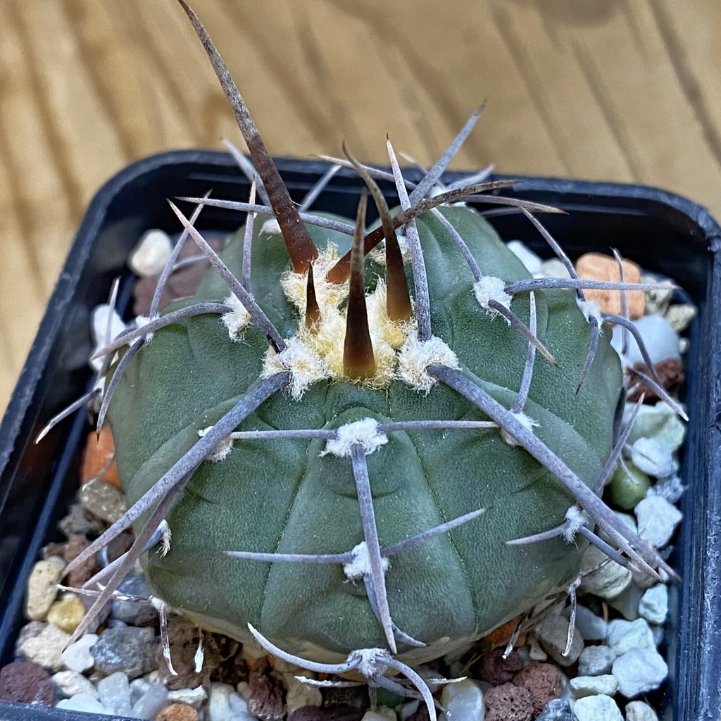 DP37200 Gymnocalycium vatteri v. altautinense VG 302