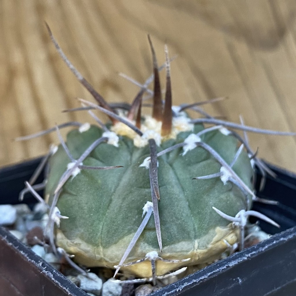 DP37200 Gymnocalycium vatteri v. altautinense VG 302 - Image 2