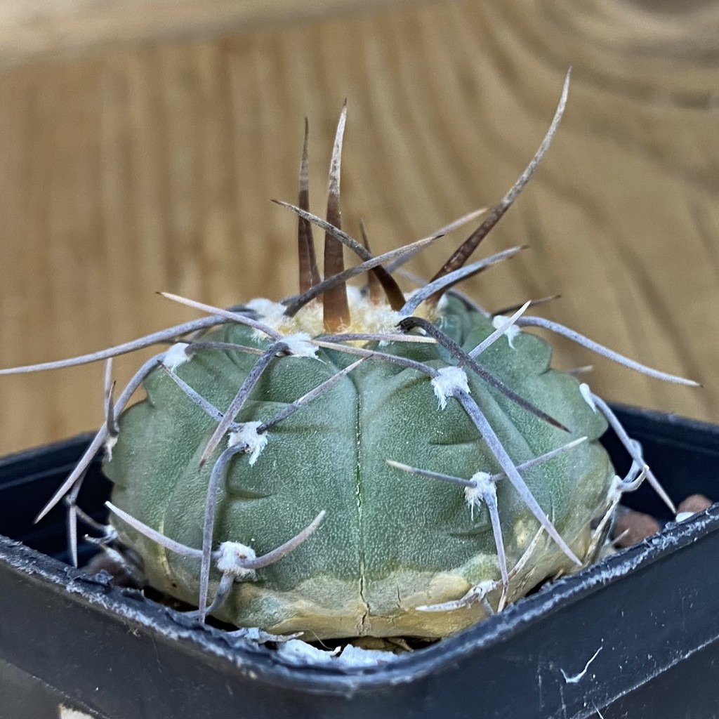 DP37200 Gymnocalycium vatteri v. altautinense VG 302 - Image 3