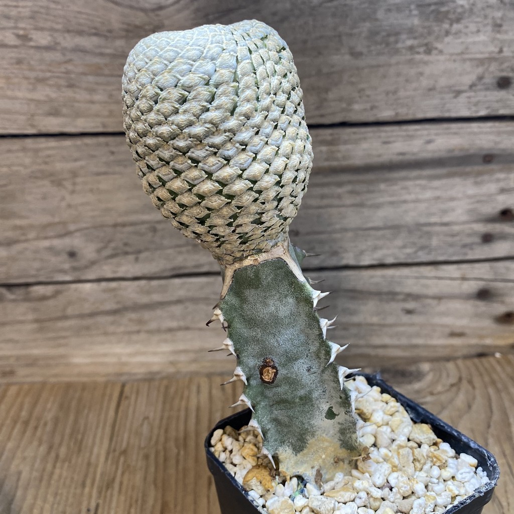 SH33042 Euphorbia piscidermis f. cristata, grafted - Image 2