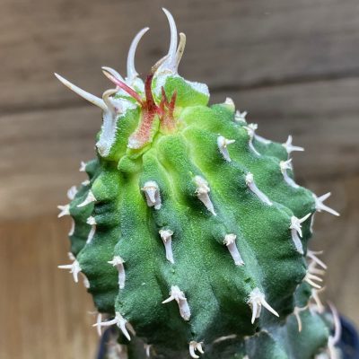 SH33051 Euphorbia columnaris, grafted