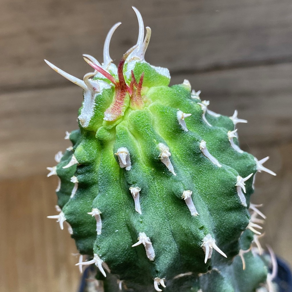 SH33051 Euphorbia columnaris, grafted