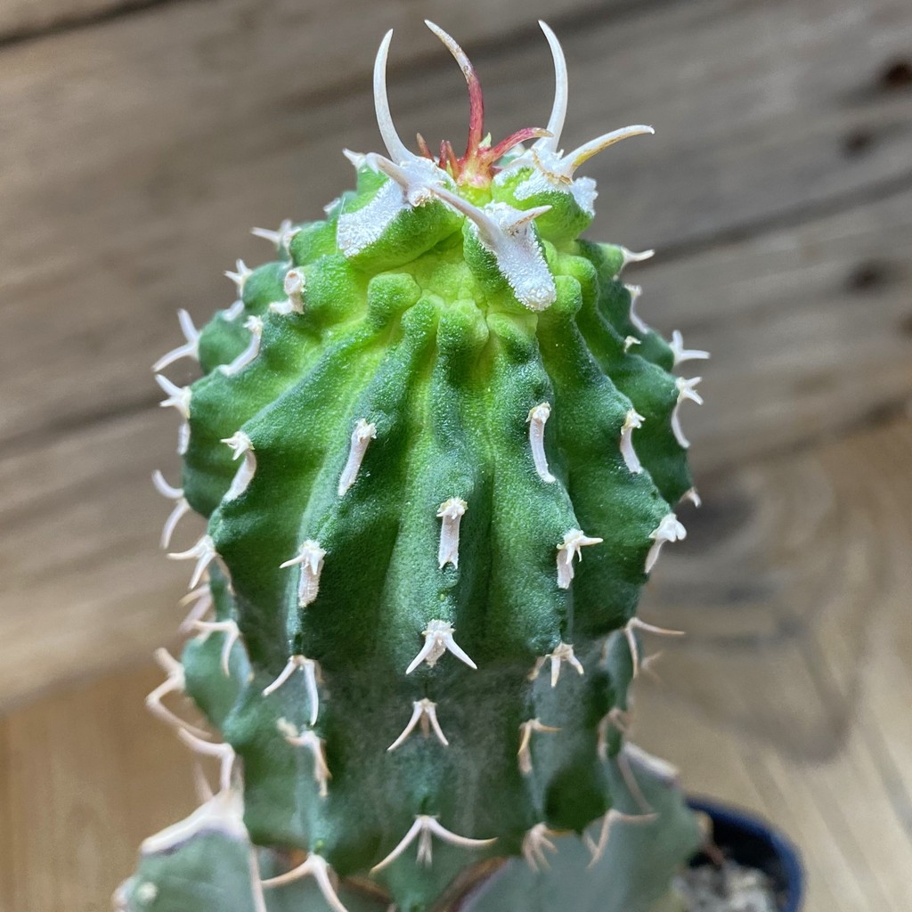 SH33051 Euphorbia columnaris, grafted - Image 2