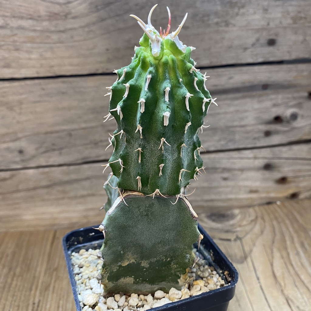 SH33051 Euphorbia columnaris, grafted - Image 3