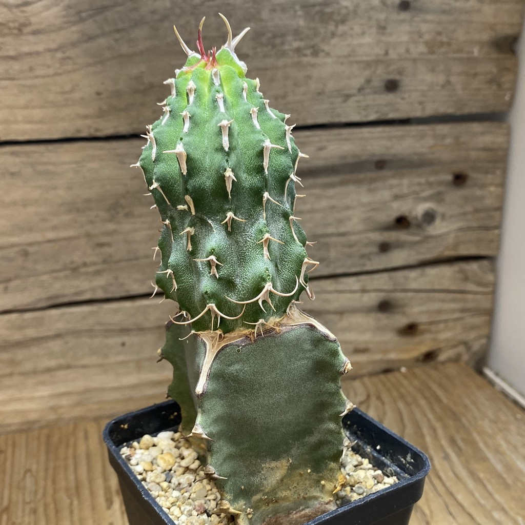 SH33051 Euphorbia columnaris, grafted - Image 4