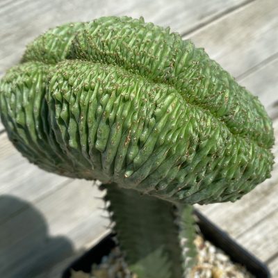 SH33057 Euphorbia obesa ‘Malik’ f. cristata, grafted