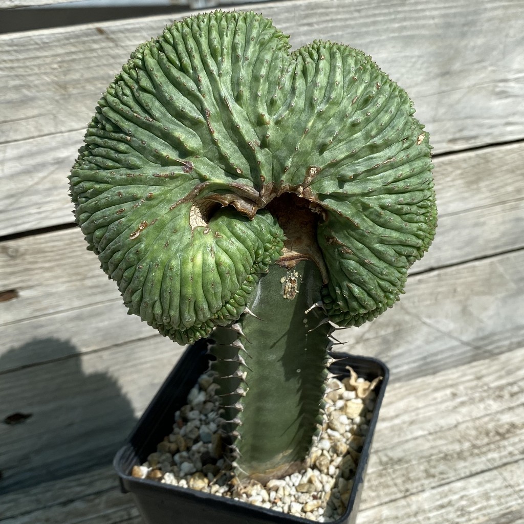 SH33057 Euphorbia obesa ‘Malik’ f. cristata, grafted - Image 2
