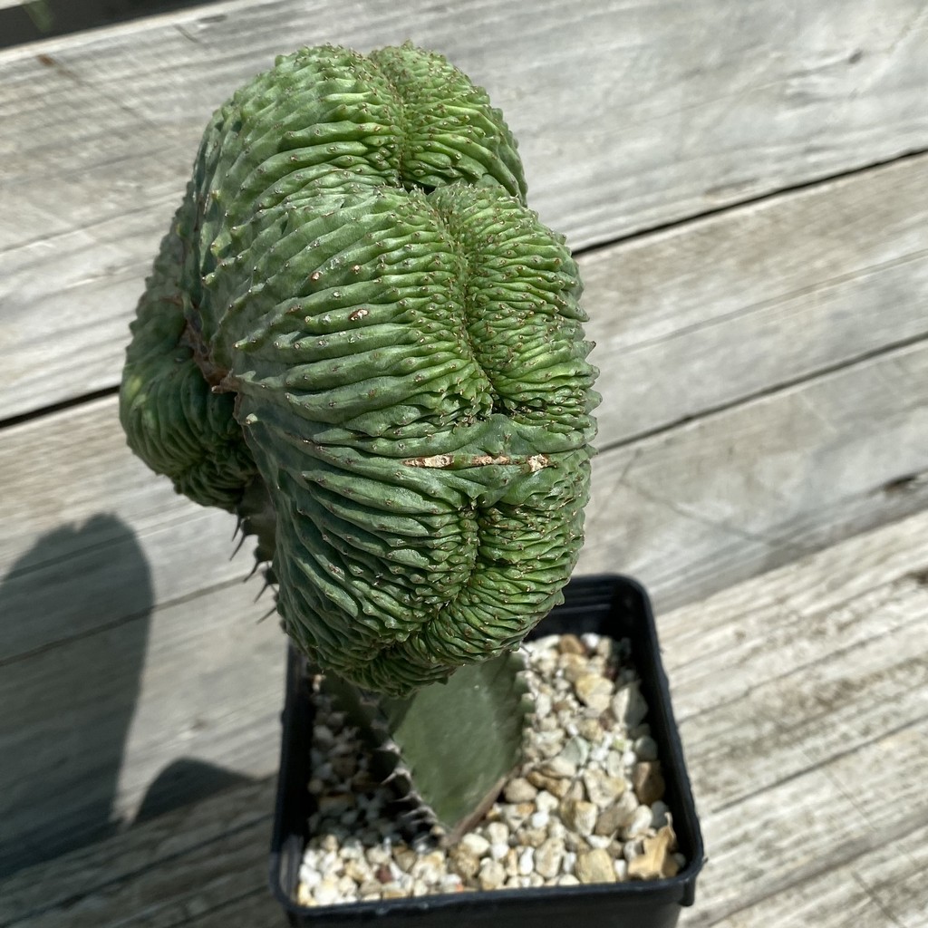 SH33057 Euphorbia obesa ‘Malik’ f. cristata, grafted - Image 3