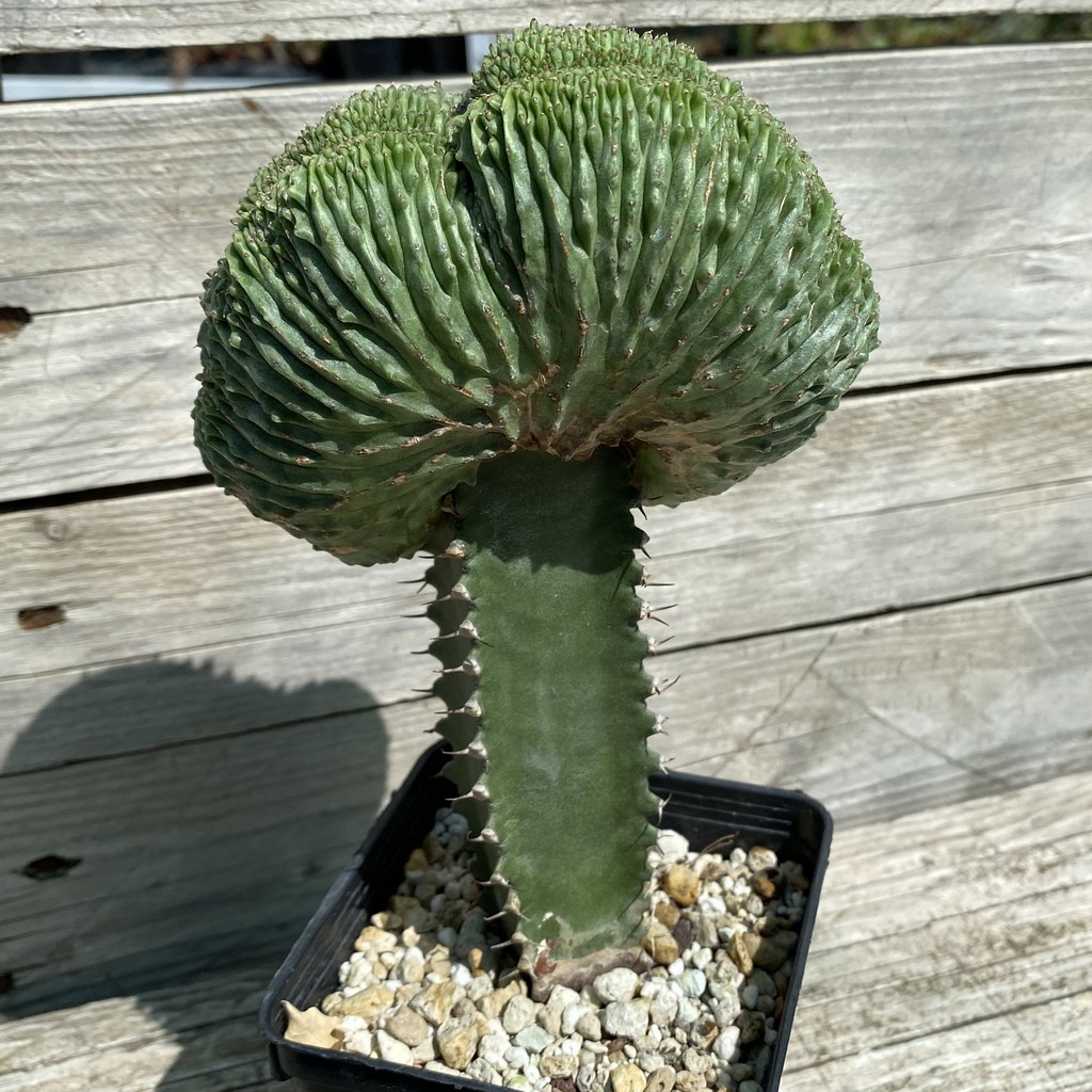 SH33057 Euphorbia obesa ‘Malik’ f. cristata, grafted - Image 4