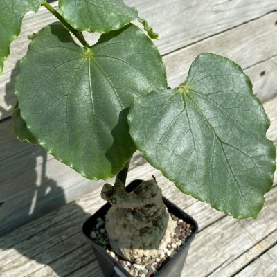 SH33059 Adenia epigea