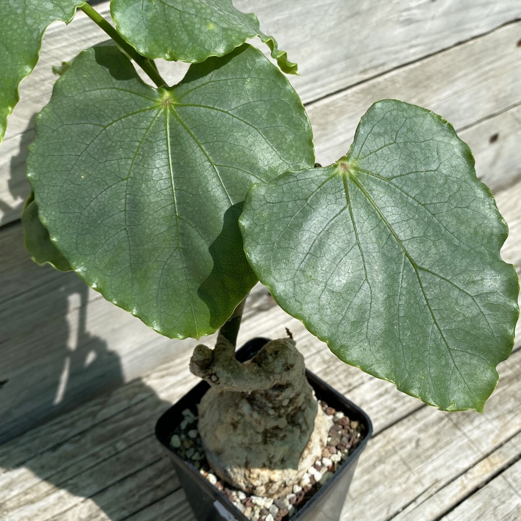 SH33059 Adenia epigea