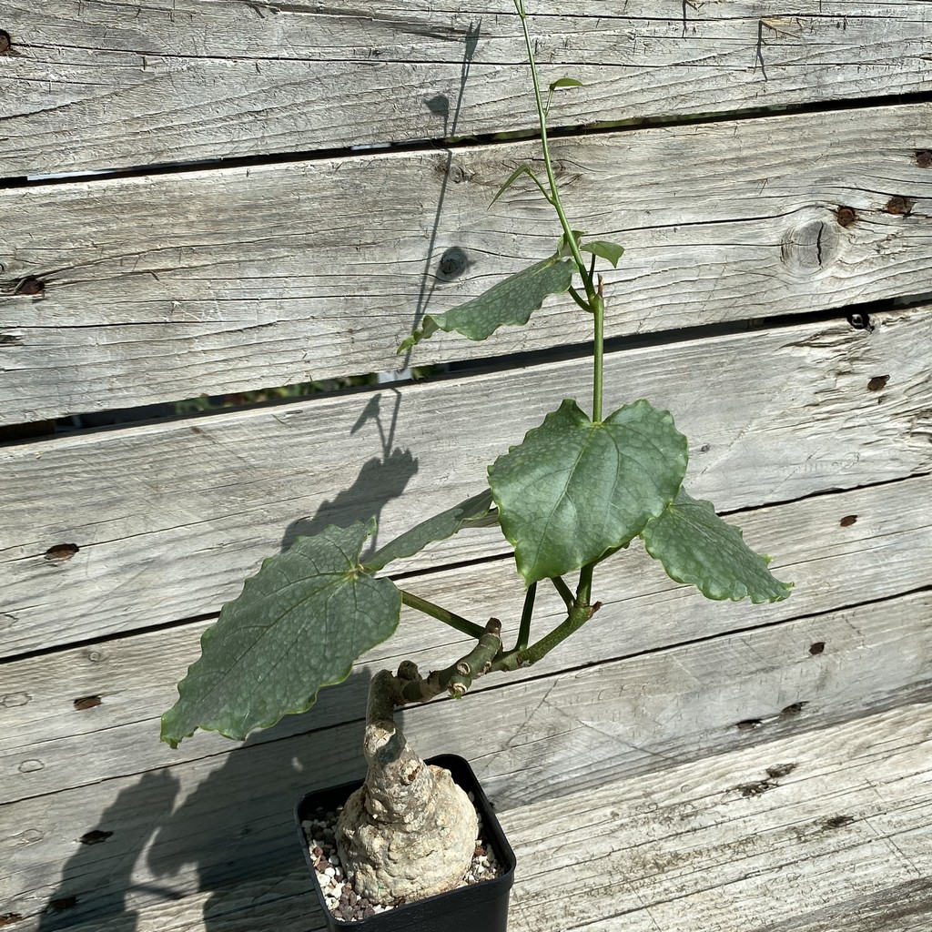 SH33059 Adenia epigea - Image 2