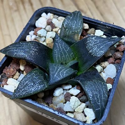 SH37294 Haworthia marxii
