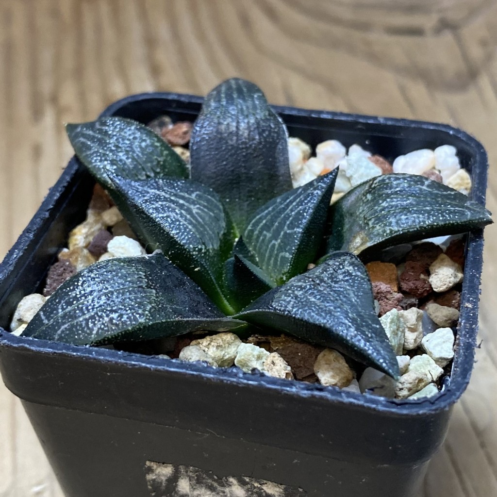 SH37294 Haworthia marxii - Image 2