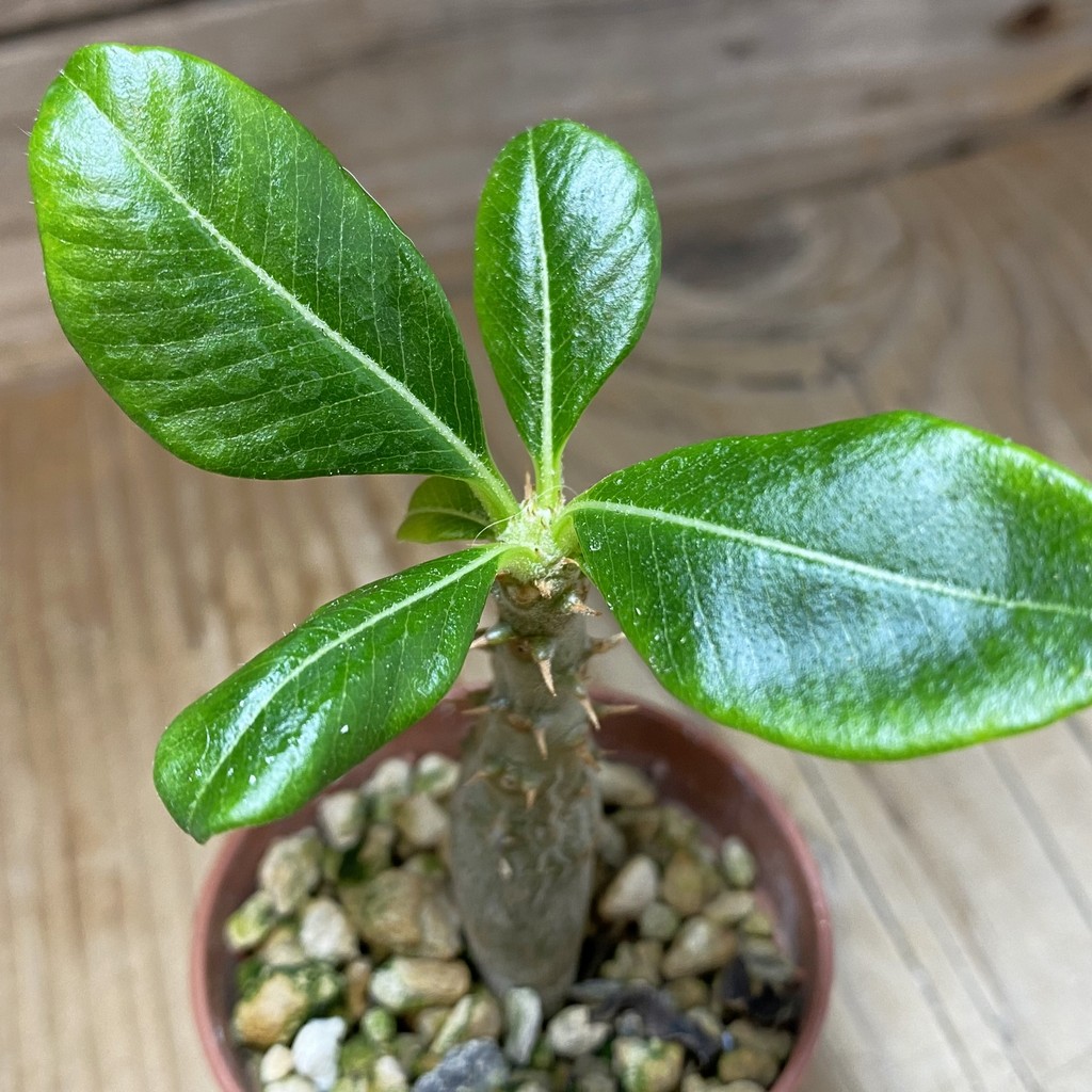 SH37295 Pachypodium baronii v. windsorii
