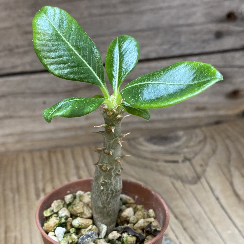SH37295 Pachypodium baronii v. windsorii - Image 2