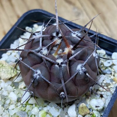 SH37298 Gymnocalycium nogolense VG 412
