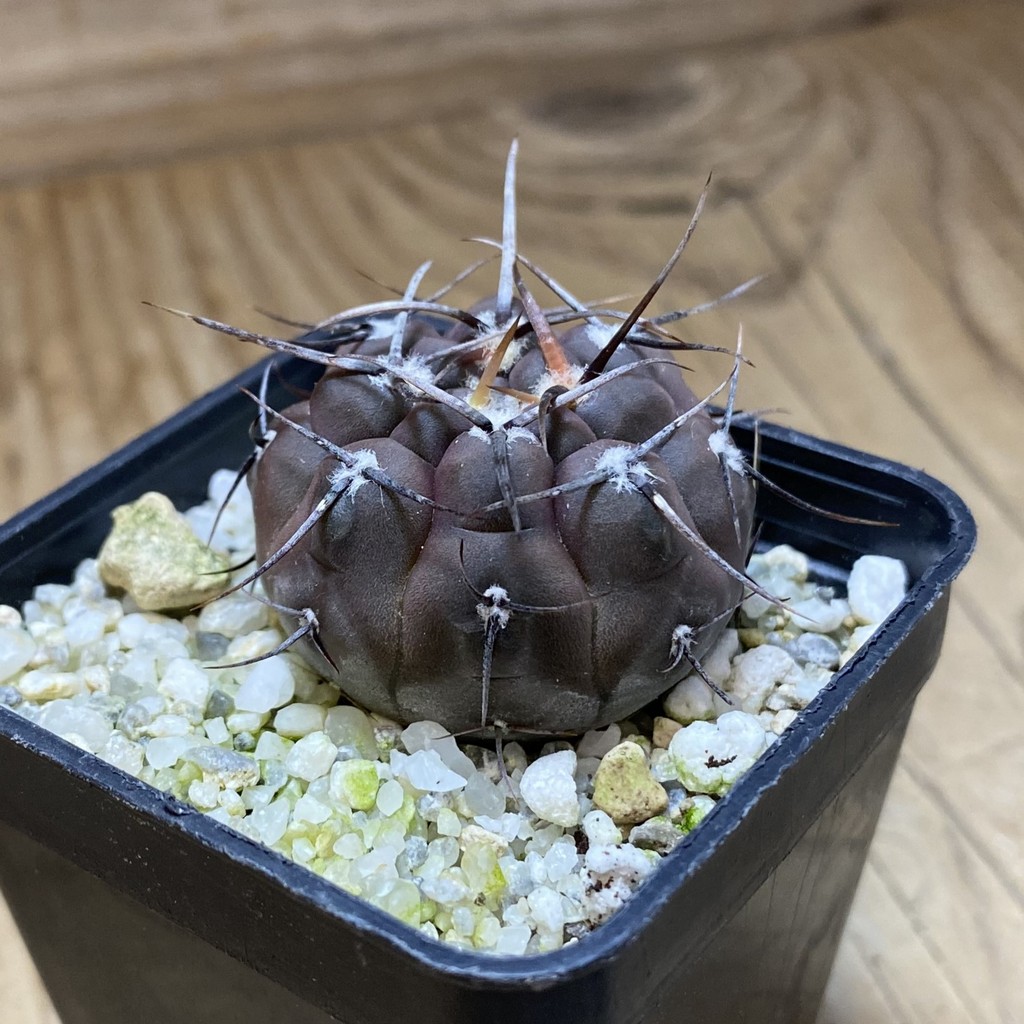 SH37298 Gymnocalycium nogolense VG 412 - Image 2