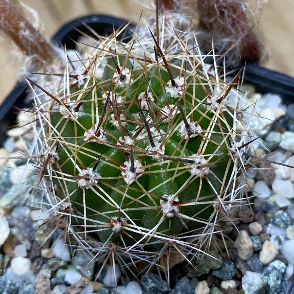 SH37300 Echinopsis hybrid, seedling - Image 2