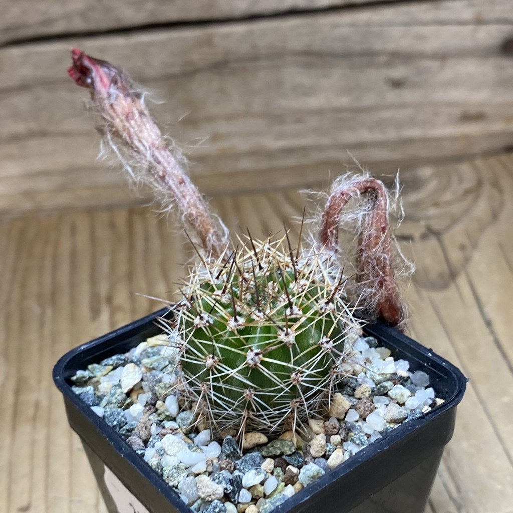 SH37300 Echinopsis hybrid, seedling - Image 3