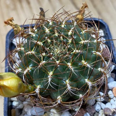 SH37301 Sulcorebutia menesesii