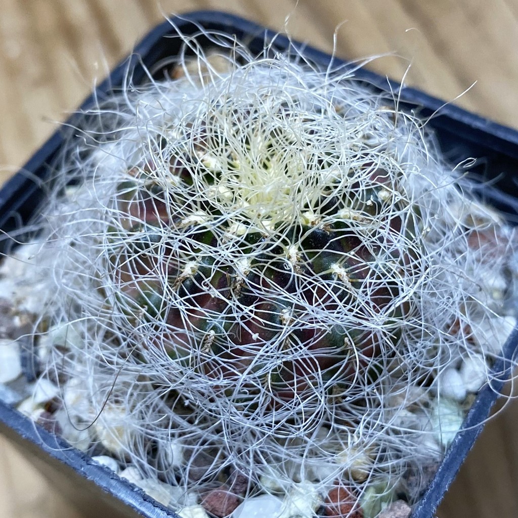 SH37302 Sulcorebutia hertusii