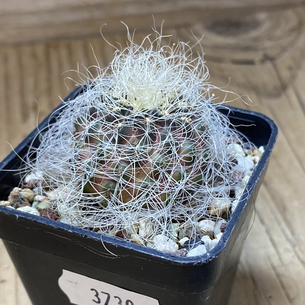 SH37302 Sulcorebutia hertusii - Image 2