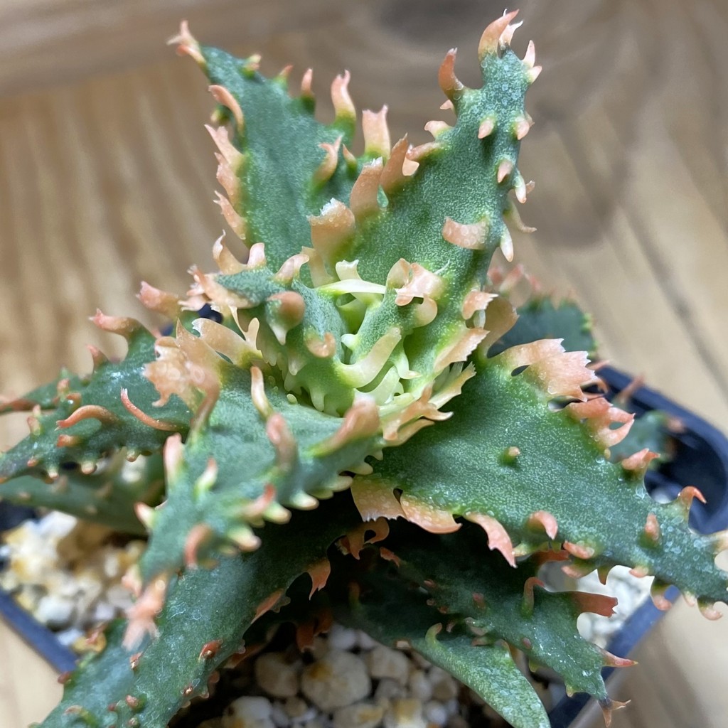 SH37268 Aloe TCT hybrid