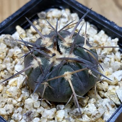 SH37312 Gymnocalycium spegazzinii v. major VG 090