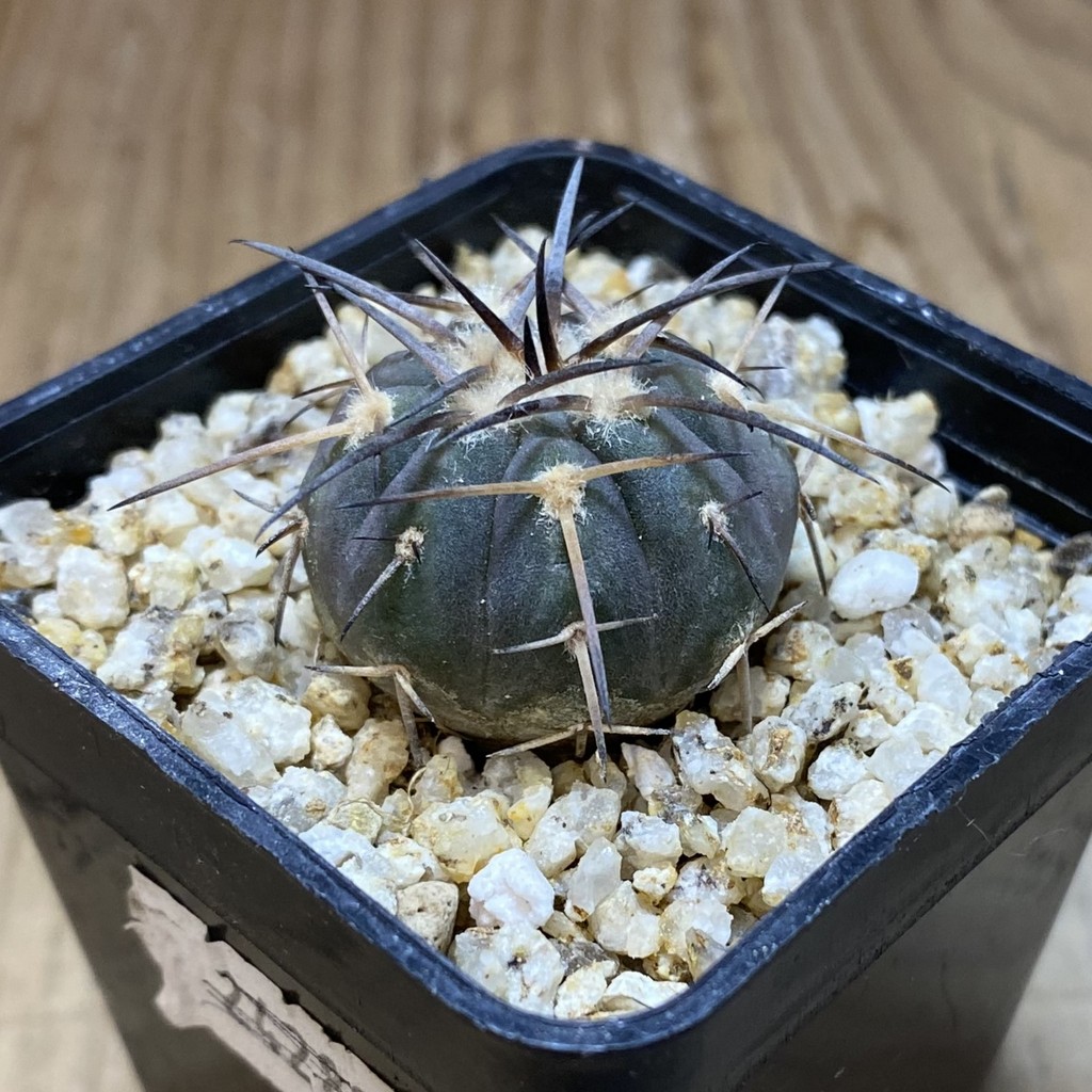 SH37312 Gymnocalycium spegazzinii v. major VG 090 - Image 2