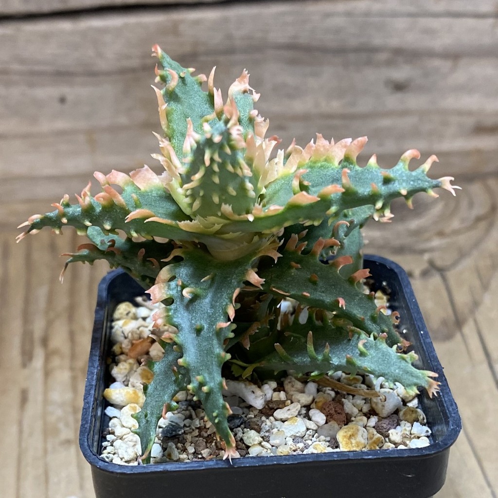 SH37268 Aloe TCT hybrid - Image 2