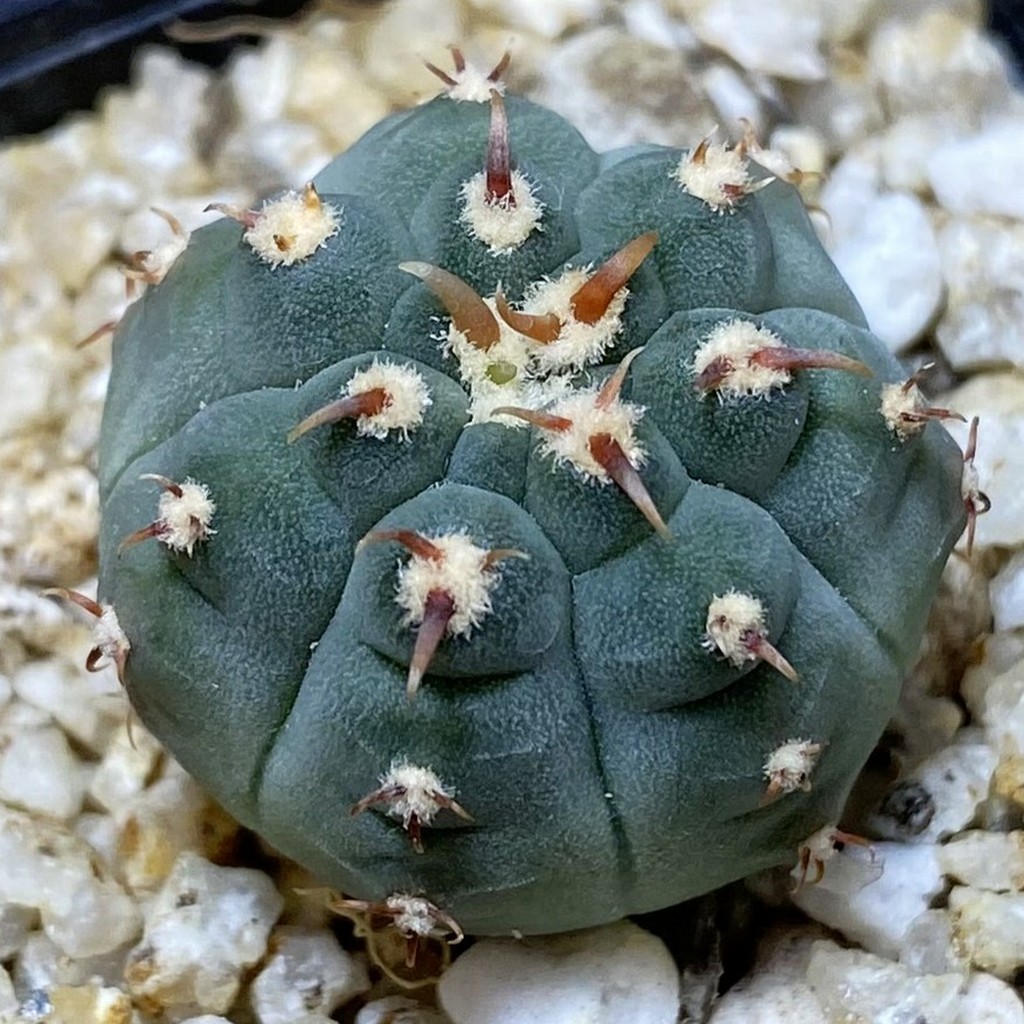 SH37313 Gymnocalycium vatteri v. unguispinum, selection