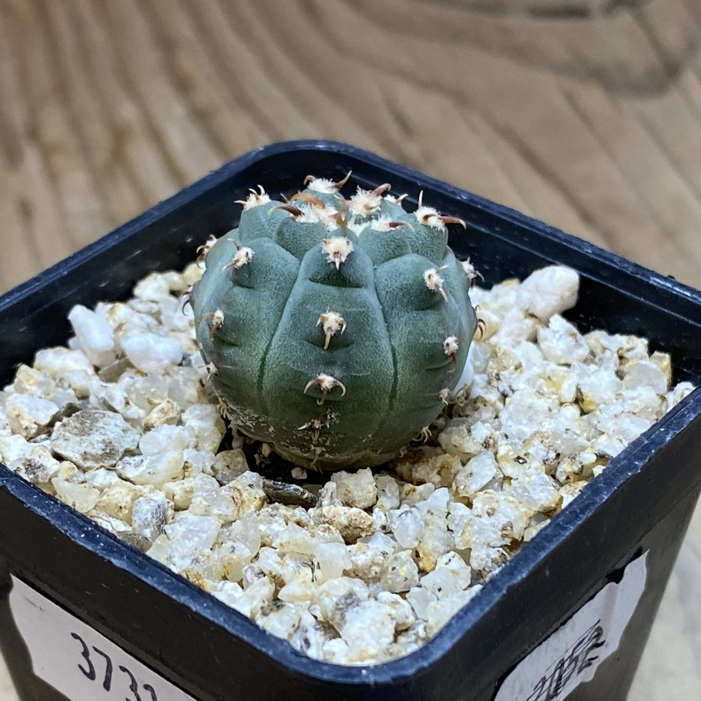 SH37313 Gymnocalycium vatteri v. unguispinum, selection - Image 2
