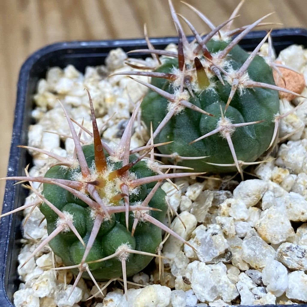 SH37316 Gymnocalycium aff. guanchinense, 2 plants