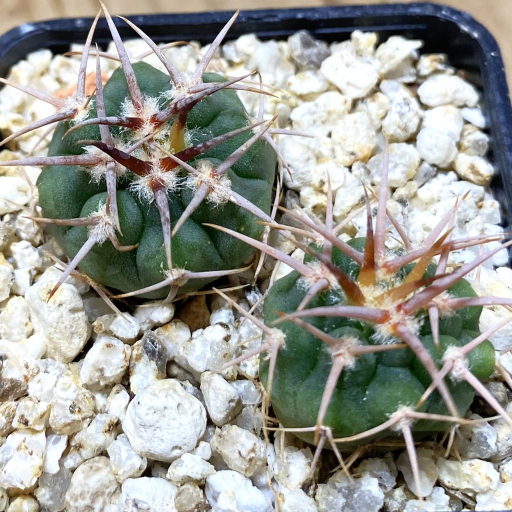 SH37316 Gymnocalycium aff. guanchinense, 2 plants - Image 2