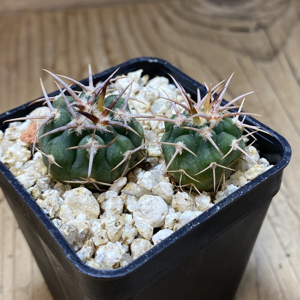 SH37316 Gymnocalycium aff. guanchinense, 2 plants - Image 3