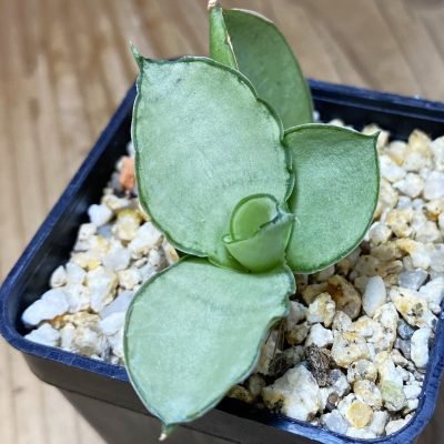 SH37318 Sansevieria 'Manee Thawee'