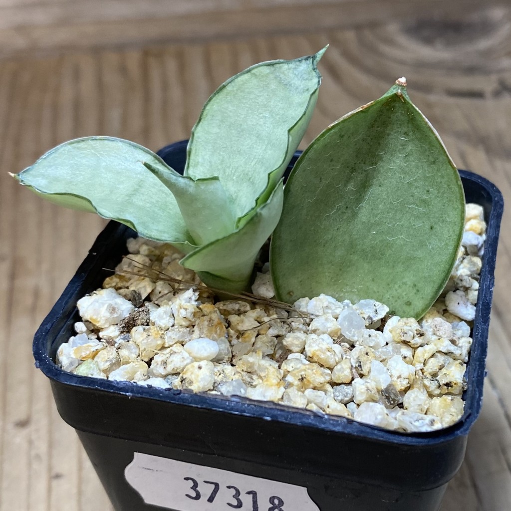 SH37318 Sansevieria 'Manee Thawee' - Image 2